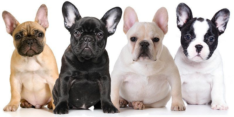 French Bulldog puppies price range. How much do French Bulldogs cost?