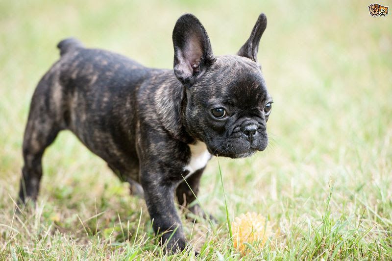 French Bulldog puppies price range. How much do French Bulldogs cost?