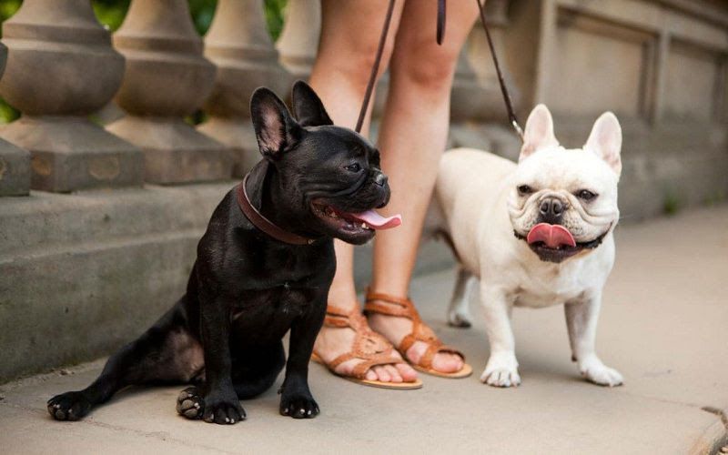 French Bulldog puppies price range. How much do French Bulldogs cost?