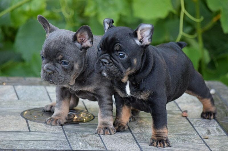 French Bulldog puppies price range. How much do French Bulldogs cost?