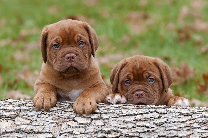 French Mastiff (Dogue de Bordeaux) price range. French Mastiff puppies cost