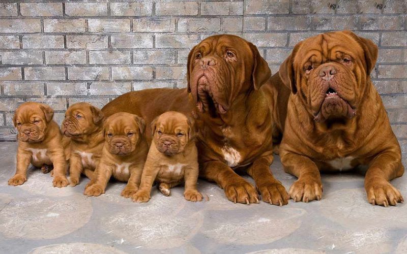 French Mastiff (Dogue de Bordeaux) price range. French Mastiff puppies cost