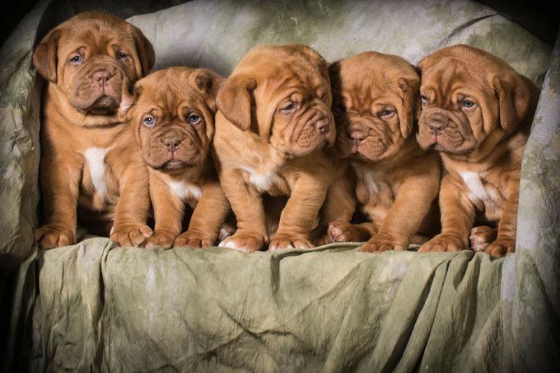 French Mastiff (Dogue de Bordeaux) price range. French Mastiff puppies cost