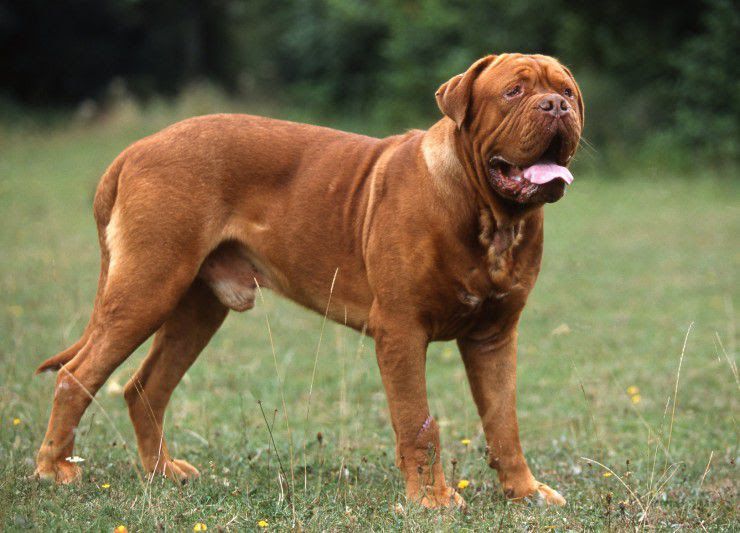 French Mastiff (Dogue de Bordeaux) price range. French Mastiff puppies cost