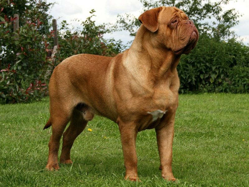 French Mastiff price range. Dogue de Bordeaux puppies cost