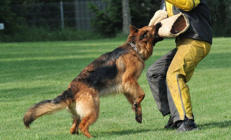 German Shepherd temperament & characteristics. GSD history & origin