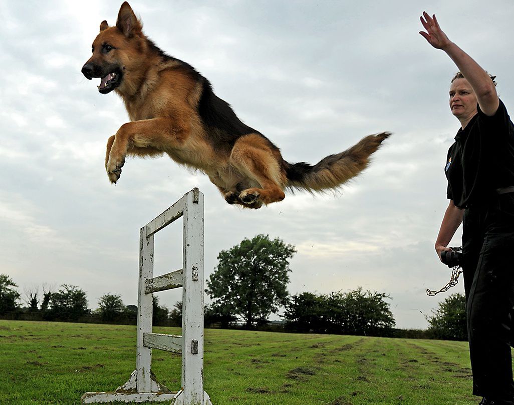 German Shepherd training & exercises. German Shepherd care guide