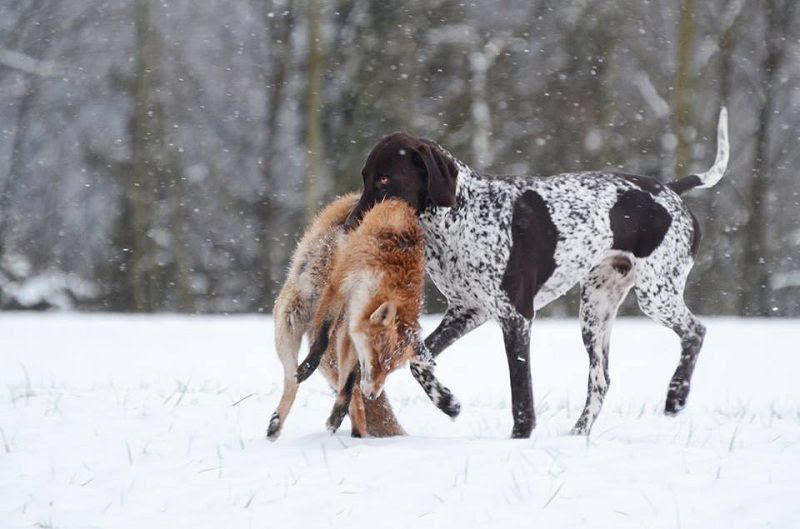 German Shorthaired Pointer price range. GSP puppies for sale price list