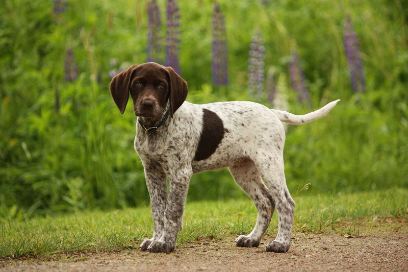 German Shorthaired Pointer price range. GSP puppies for sale price list