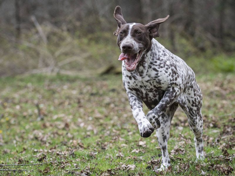 German Shorthaired Pointer price range. GSP puppies for sale price list