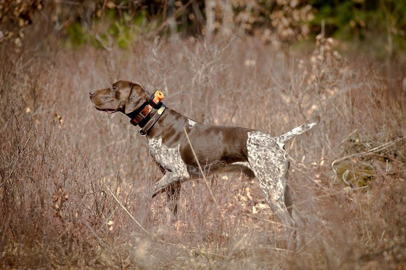 German Shorthaired Pointer price range. GSP puppies for sale price list