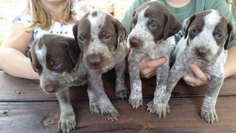 German Shorthaired Pointer price range. GSP puppies for sale price list