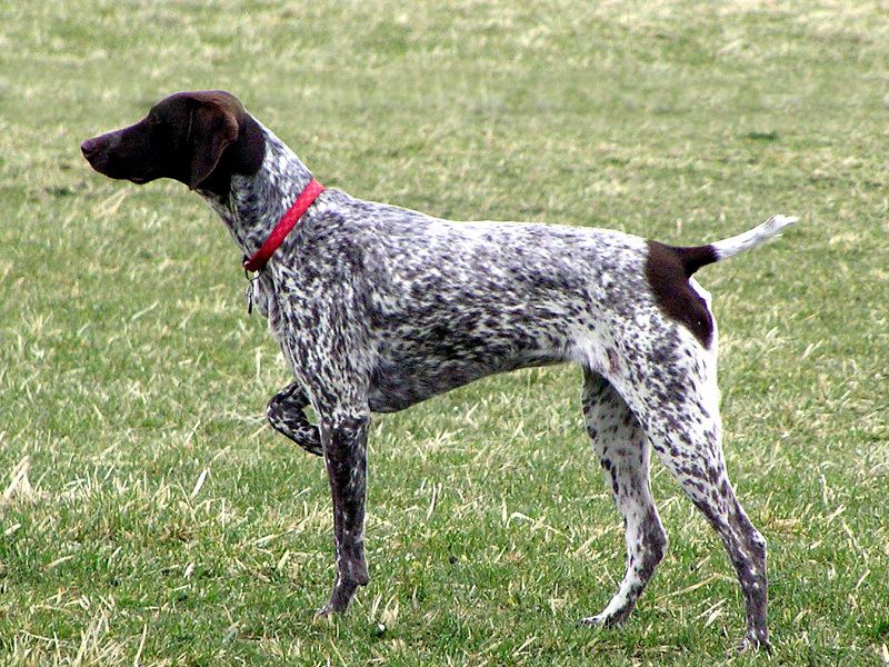 German Shorthaired Pointer price range. GSP puppies for sale price list