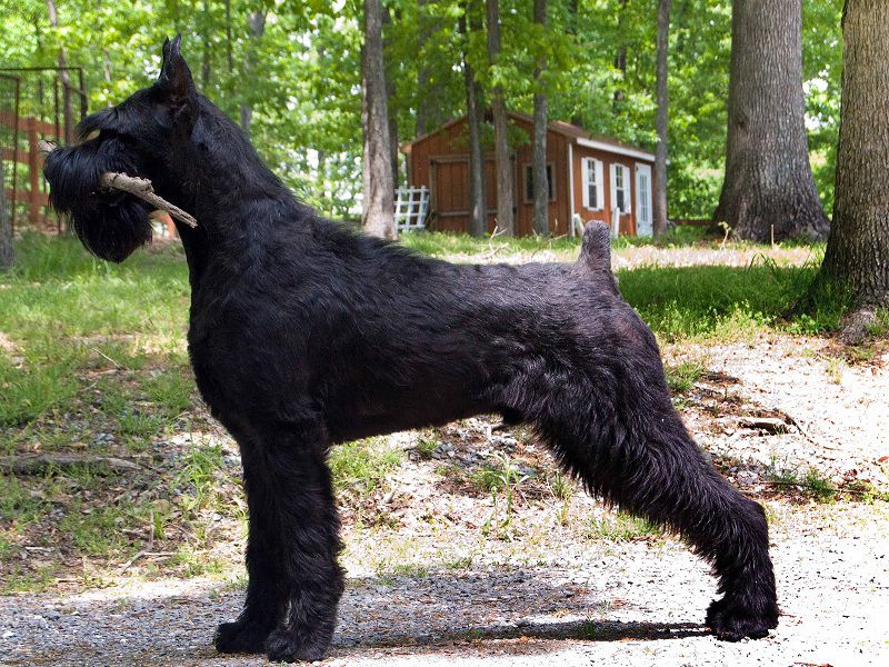 Giant Schnauzer for sale price. How much do Giant Schnauzer puppies cost?