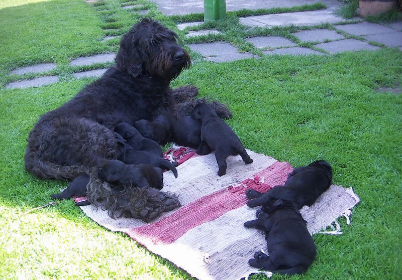 Giant Schnauzer for sale price. How much do Giant Schnauzer cost?