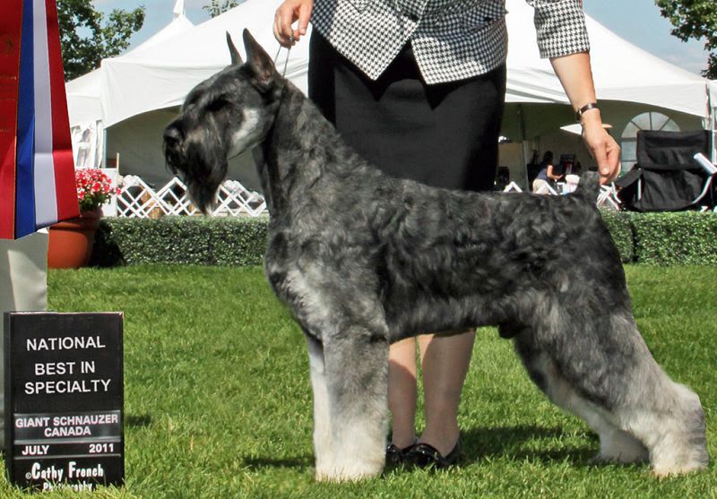 Giant Schnauzer for sale price. How much do Giant Schnauzer cost?