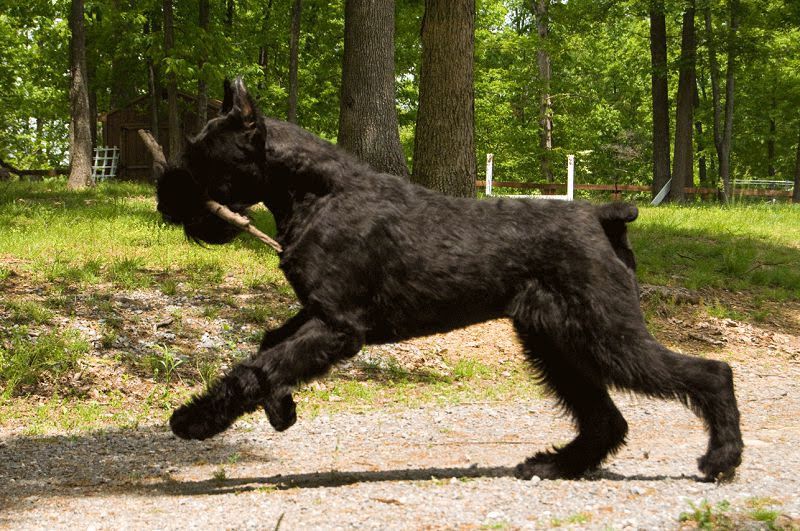 Giant Schnauzer for sale price. How much do Giant Schnauzer cost?