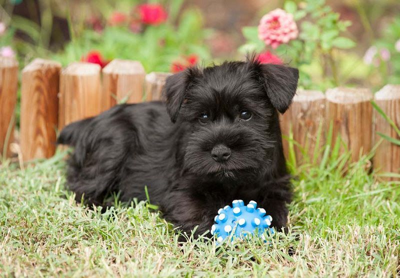 Giant Schnauzer for sale price. How much do Giant Schnauzer cost?