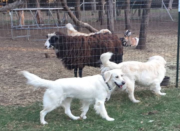 Gold Ducat Kennels - Breeder in Texas. Golden retriever puppies for sale 