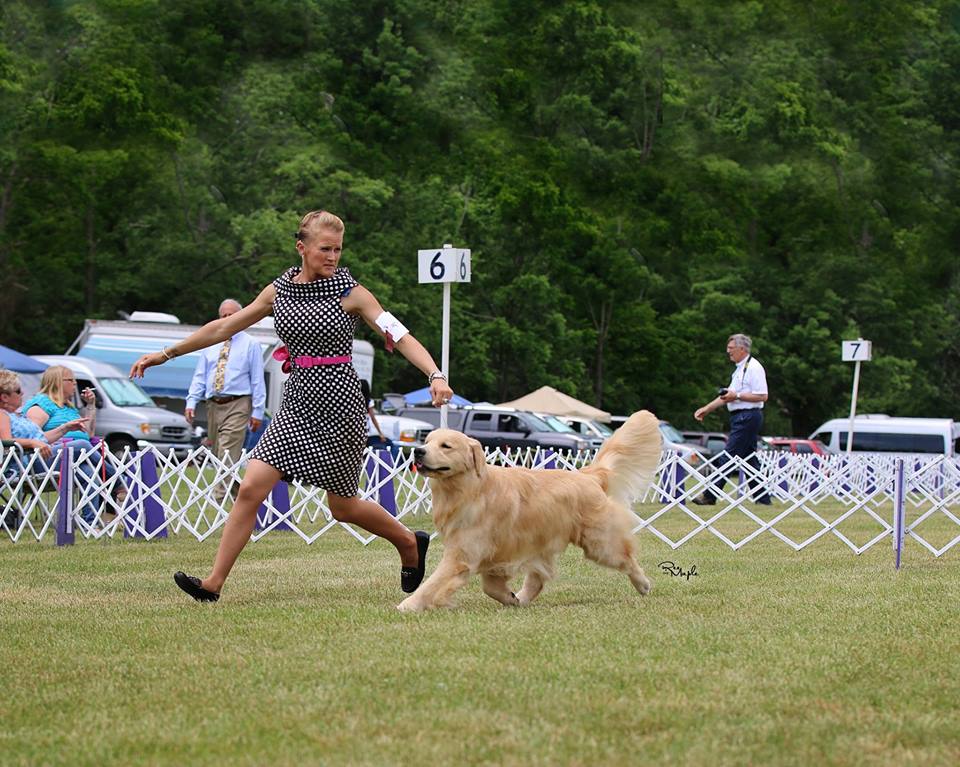Gold-Rush Golden Retrievers - Breeder in New Jersey. Puppies for sale in Gold-Rush kennel