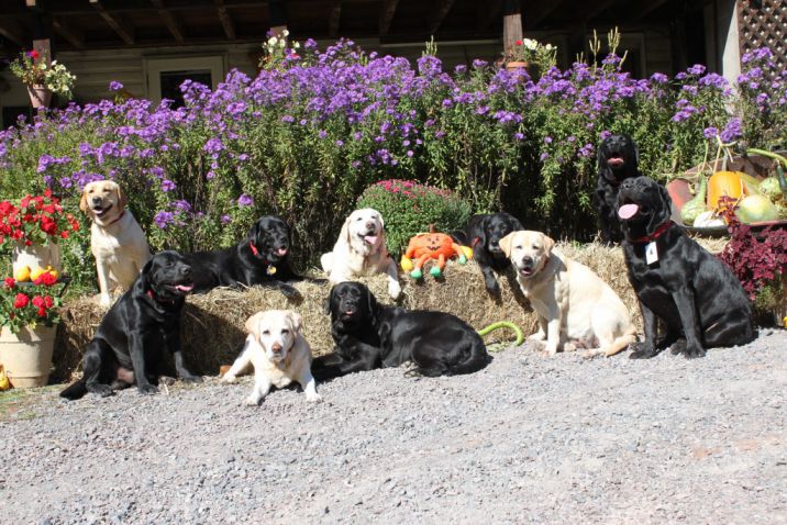 Golden Moon Labradors - Labrador Breeder in Frostburg, Maryland