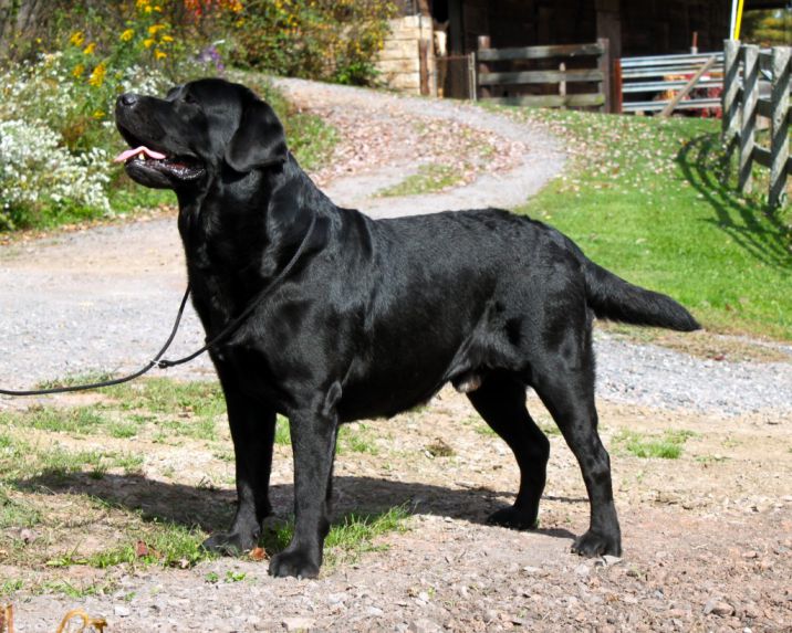 Golden Moon Labradors - Labrador Breeder in Frostburg, Maryland