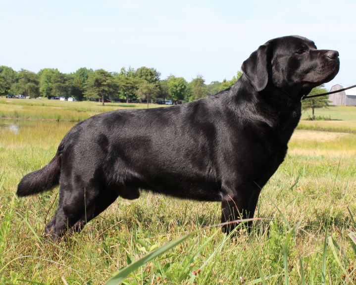 Golden Moon Labradors - Labrador Breeder in Frostburg, Maryland