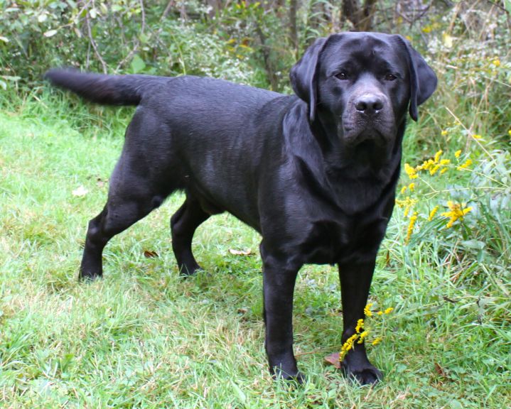 Golden Moon Labradors - Labrador Breeder in Frostburg, Maryland