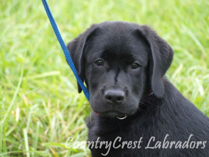 Golden Moon Labradors - Labrador Breeder in Frostburg, Maryland