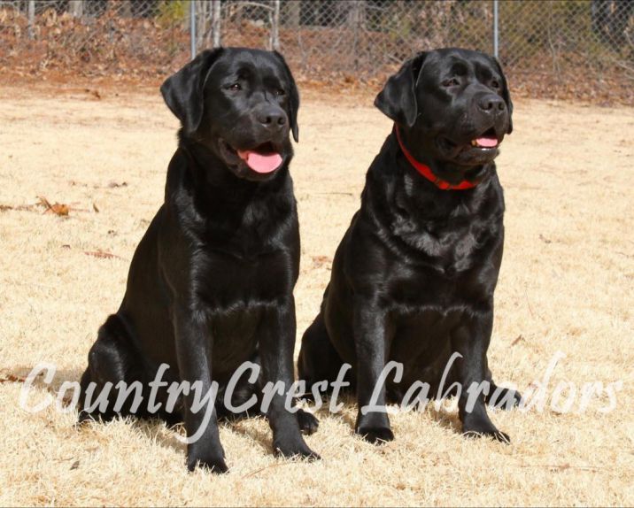 Golden Moon Labradors - Labrador Breeder in Frostburg, Maryland