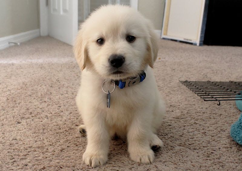 Golden Retriever puppies price range. How much does a Golden cost?