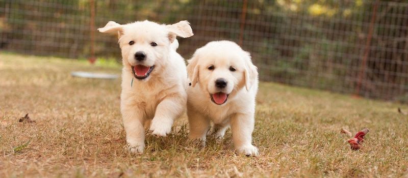 Golden Retriever puppies price range. How much does a Golden cost?