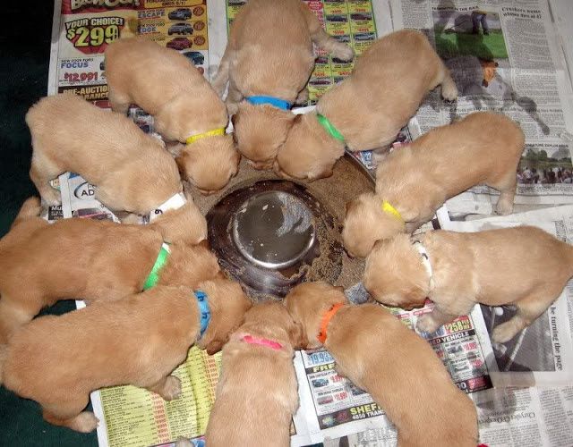 Golden Retriever puppies price range. How much does a Golden cost?
