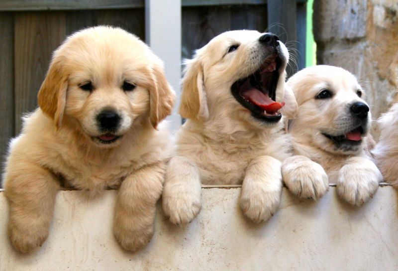 Golden Retriever puppies price range. How much does a Golden Retriever cost?