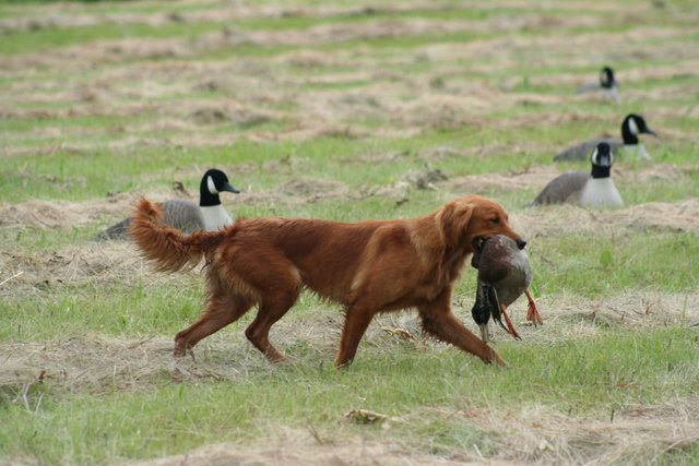 Golden Retriever puppies price range. How much does a Golden cost?