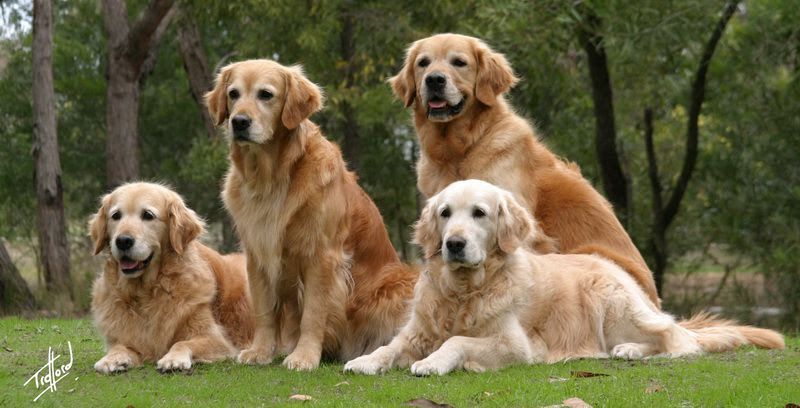 Golden Retriever puppies price range. How much does a Golden cost?