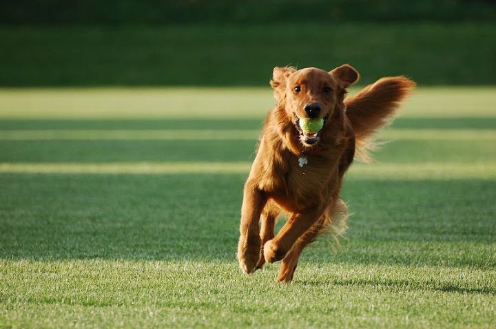 Golden Retriever puppies price range. How much does a Golden cost?