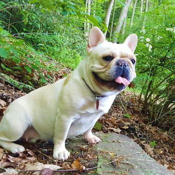 Gracefield's Bully Royale - Pug & Bulldog Breeder in Tuscarora, PA