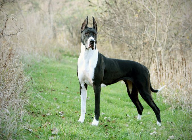 Great Dane puppies price range. How much does a Great Dane cost?