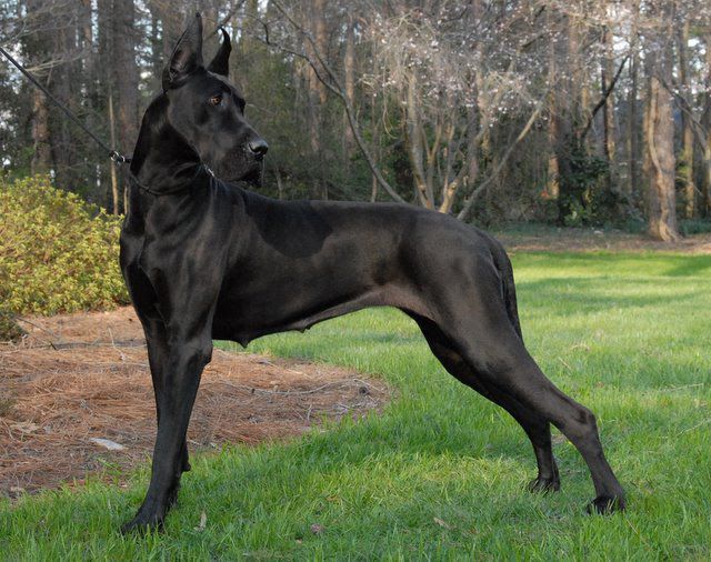 Great Dane puppies price range. How much does a Great Dane cost?