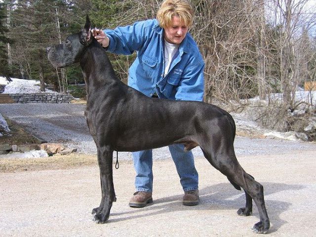 Great Dane puppies price range. How much does a Great Dane cost?