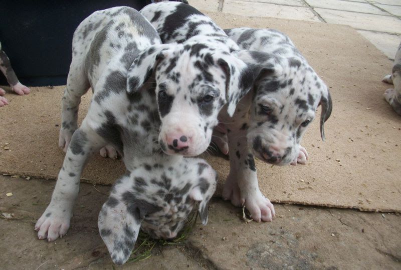 Great Dane puppies price range. How much does a Great Dane cost?