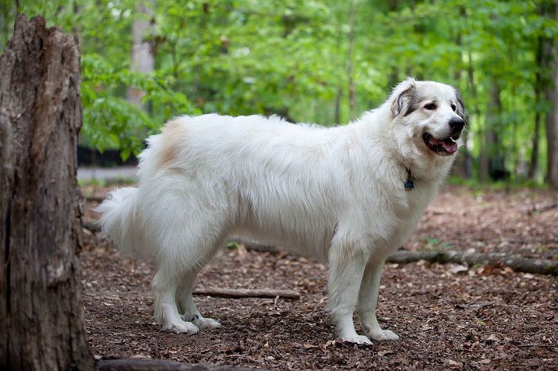 Great Pyrenees for sale price range. How much do Great Pyrenees cost?