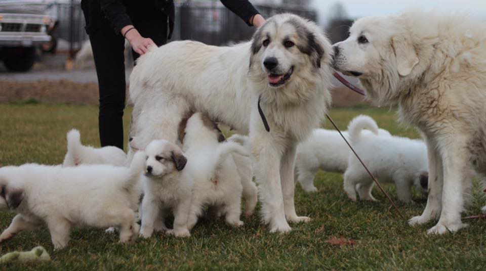 Great Pyrenees for sale price range. How much do Great Pyrenees cost?