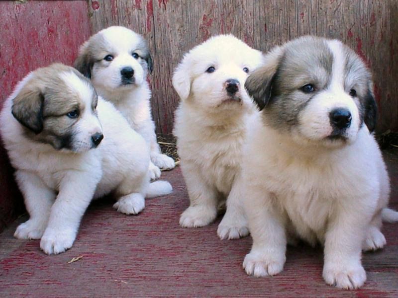 Great Pyrenees for sale price range. How much do Great Pyrenees cost?