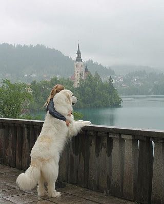 Great Pyrenees for sale price range. How much do Great Pyrenees cost?