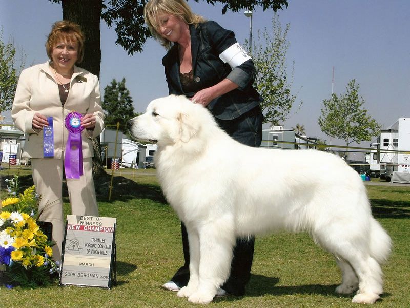 Great Pyrenees for sale price range. How much do Great Pyrenees cost?