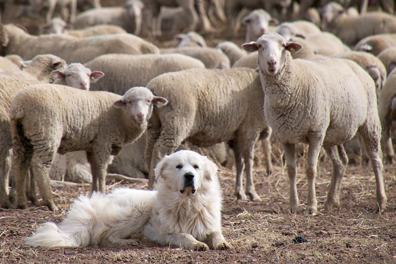 Great Pyrenees for sale price range. How much do Great Pyrenees cost?