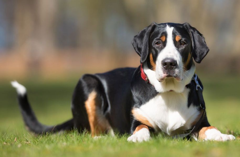 How Much Do Greater Swiss Mountain Dogs and Puppies Cost?