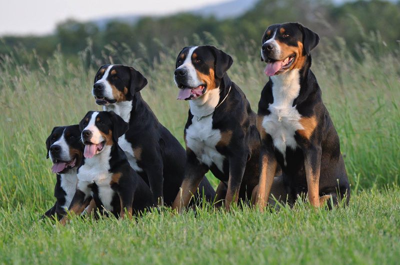 How Much Do Greater Swiss Mountain Dogs and Puppies Cost?